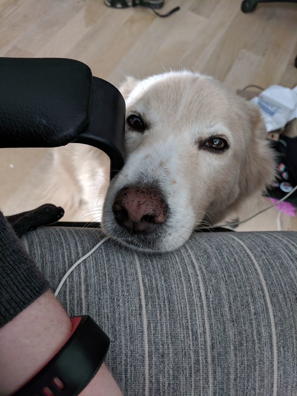 a dog with her muzzle on my thigh