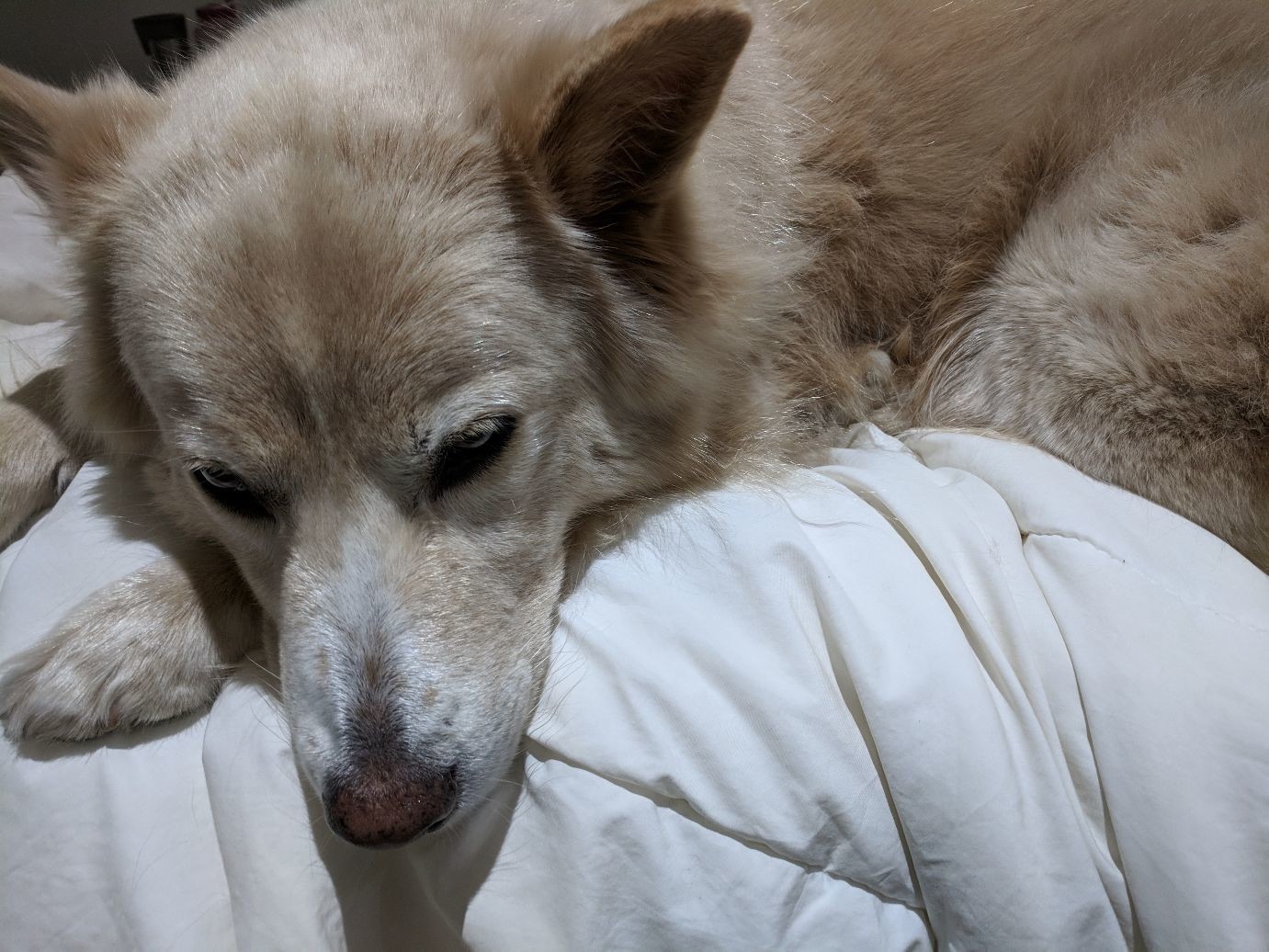 a very sleepy looking tab puppy