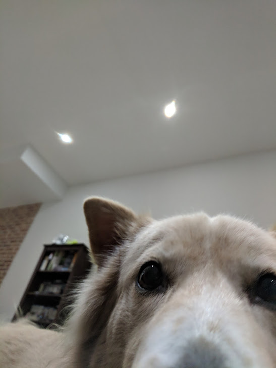 a dog looking directly at the camera