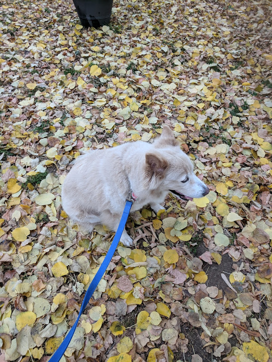 a very patient dog sitting on a bed of fallen leaves