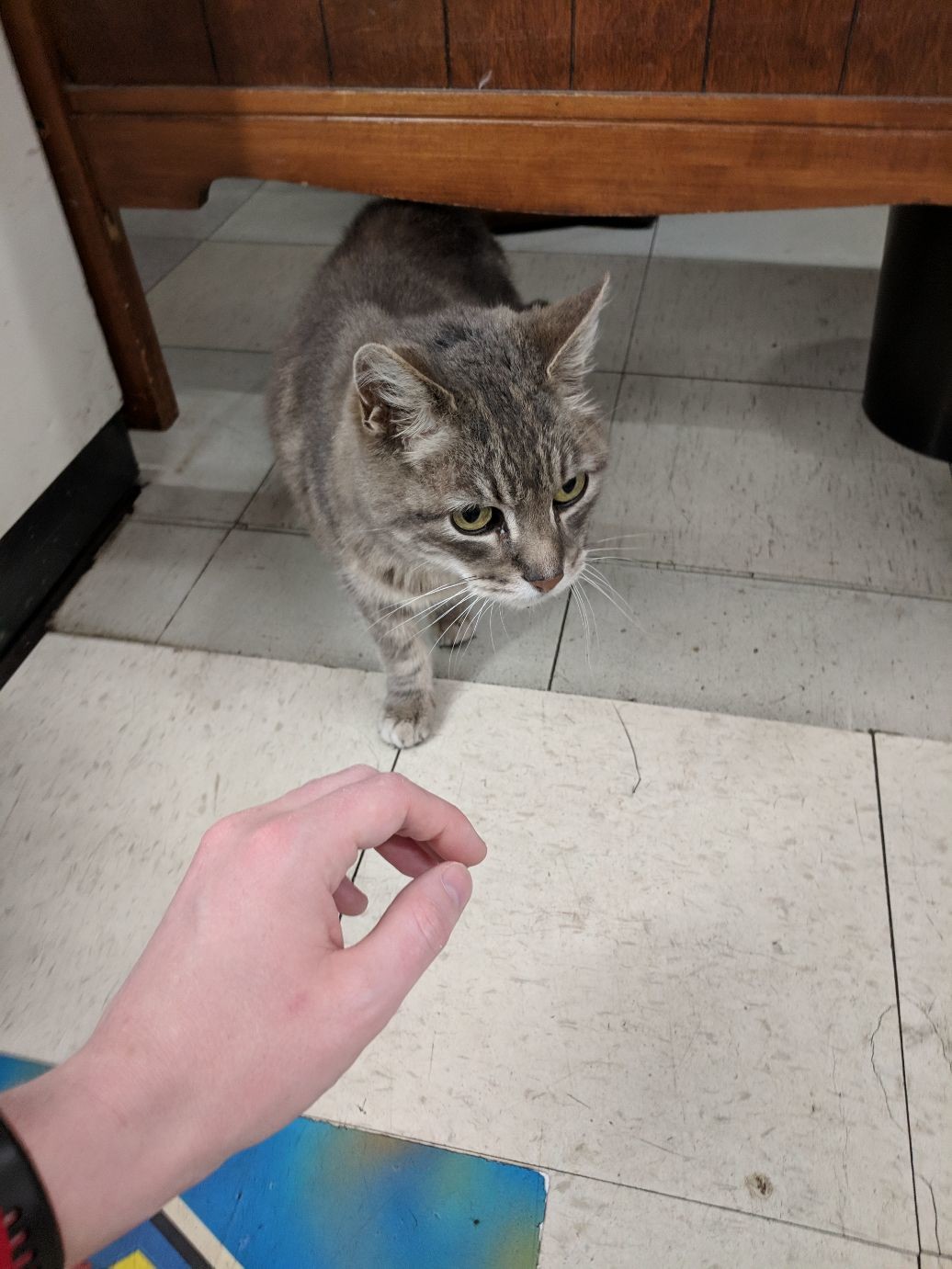a tabby cat on a tiled floor