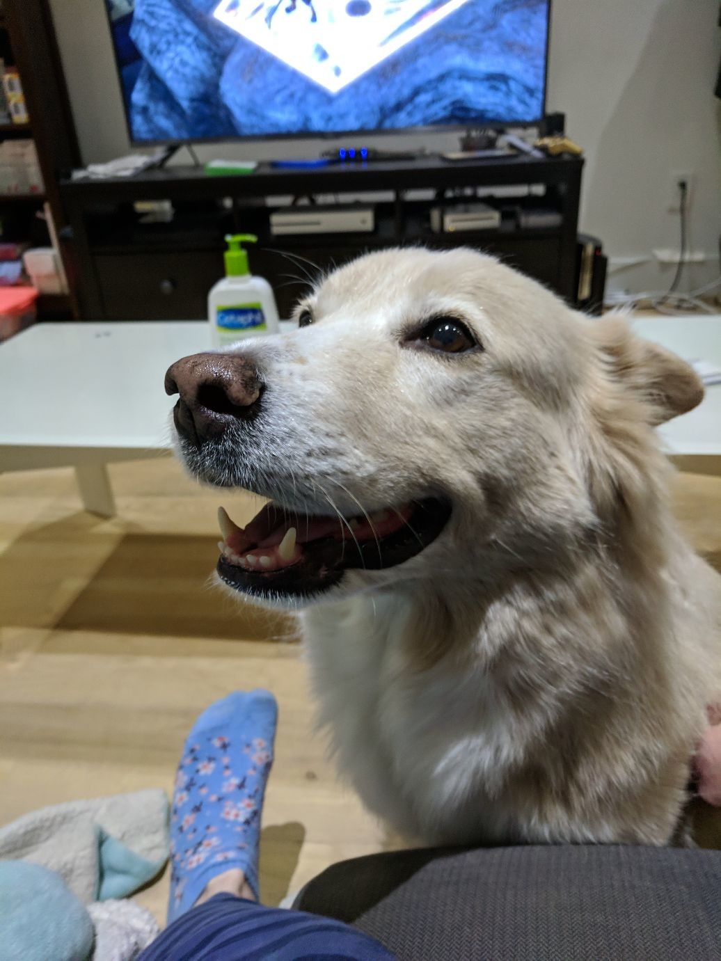 a smiling fluffy tan dog!