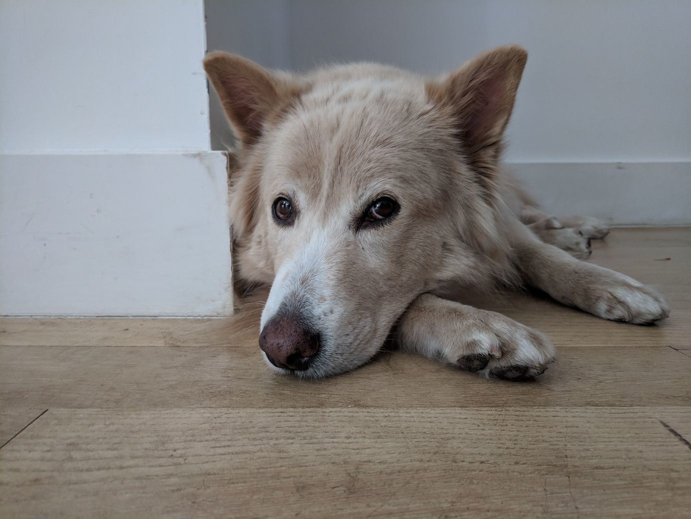 flurry, a fluffy tan dog, lying lazily on a hardwood floor