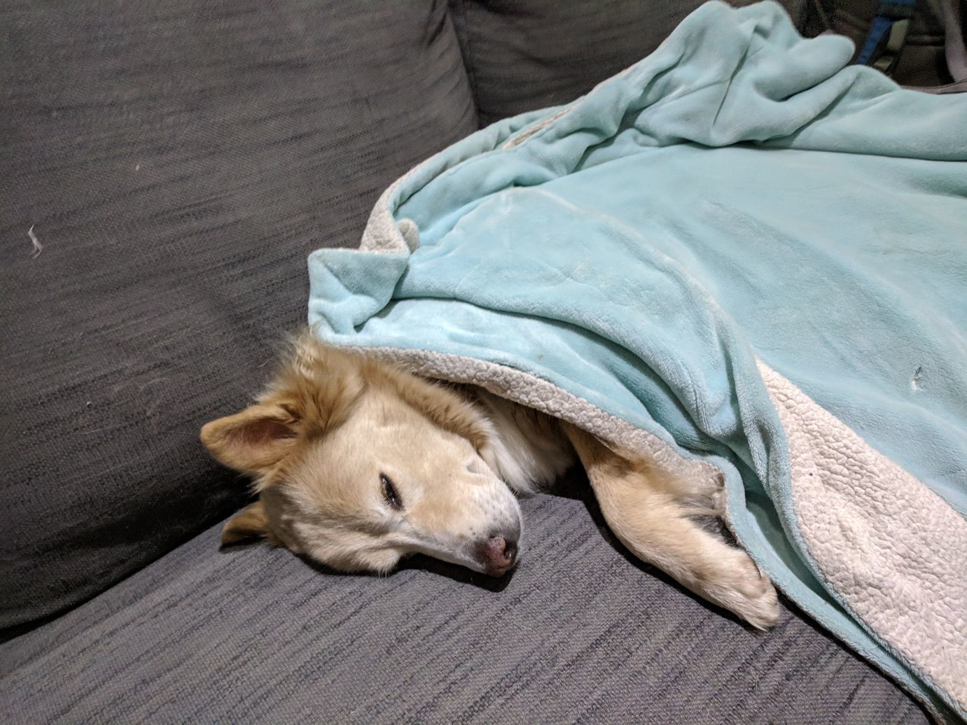 a very sleepy dog under a light blue blanket
