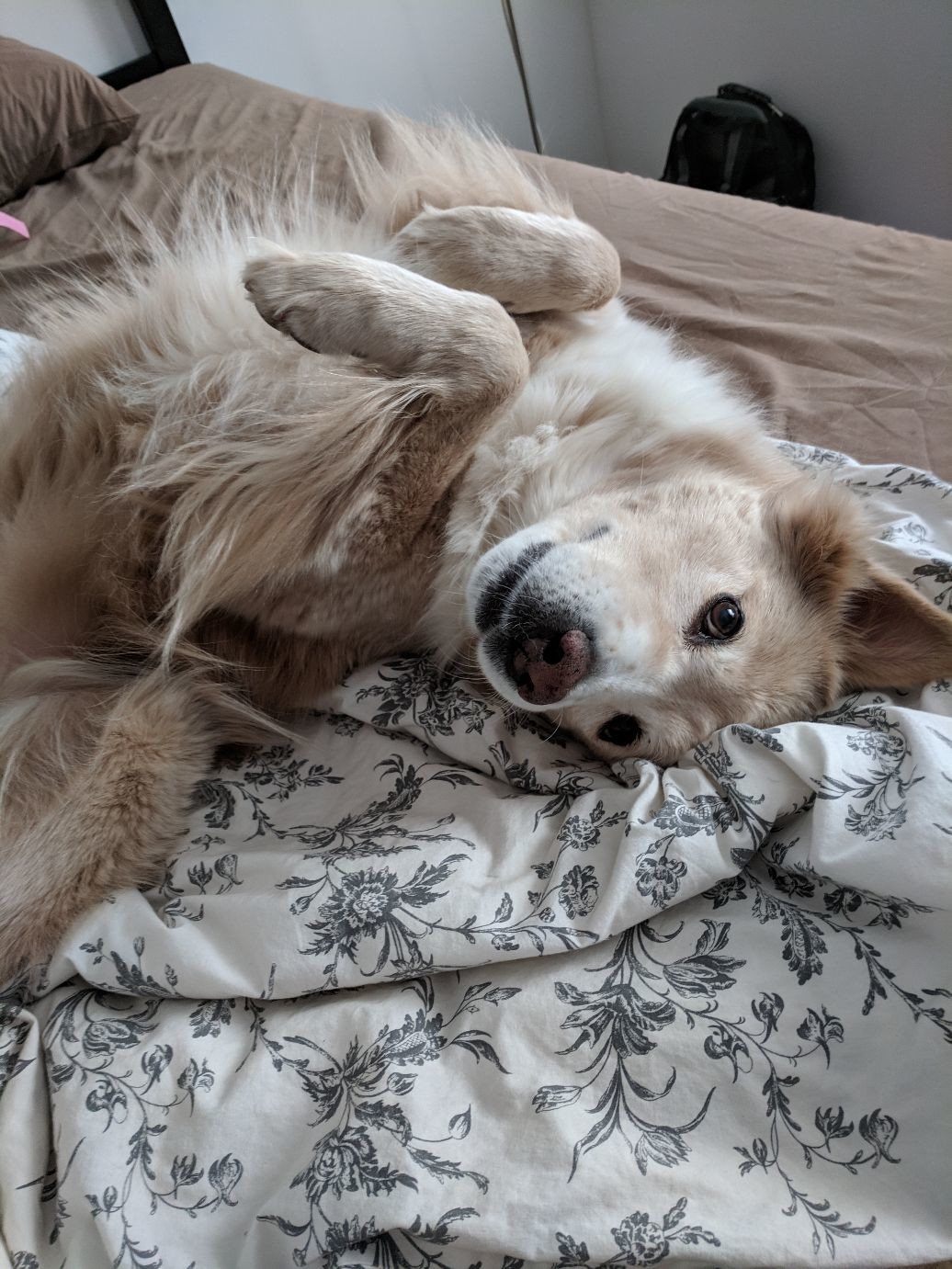 a dog laying on her back on a bed, paws folded up, looking at the camera