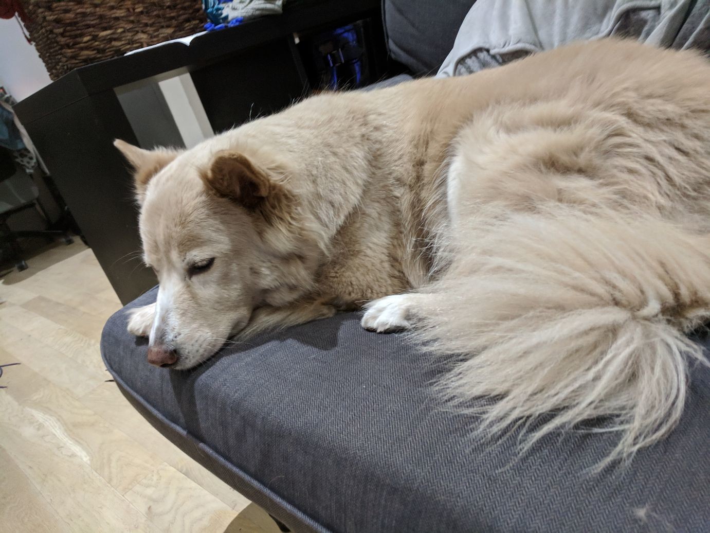 a sleepy fluffy dog on a couch