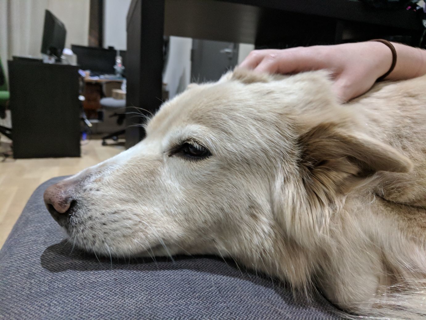 a very sleepy puppy resting her head on the couch. a hand is petting her head