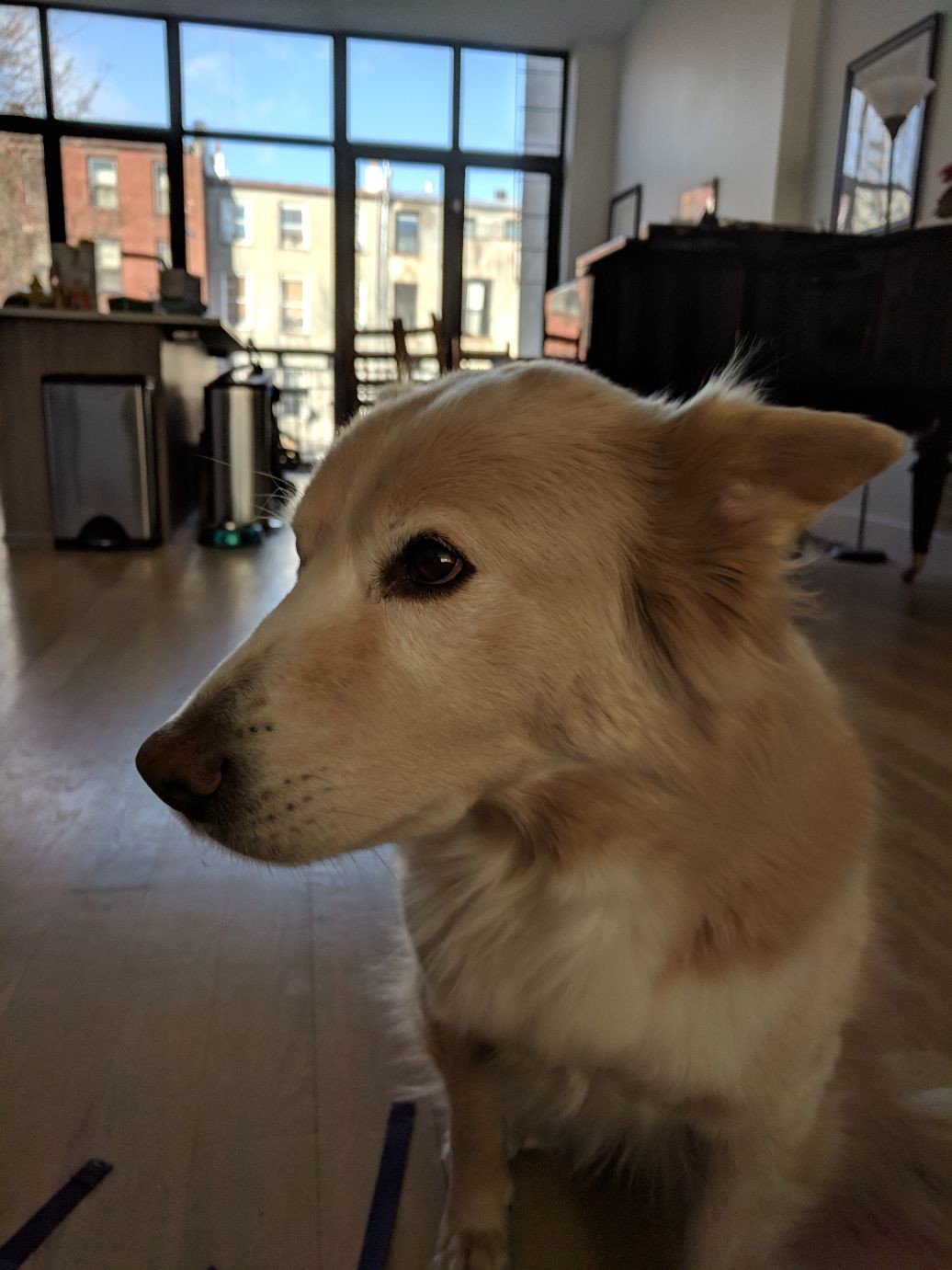 A backlit dog, looking forlornly to the side