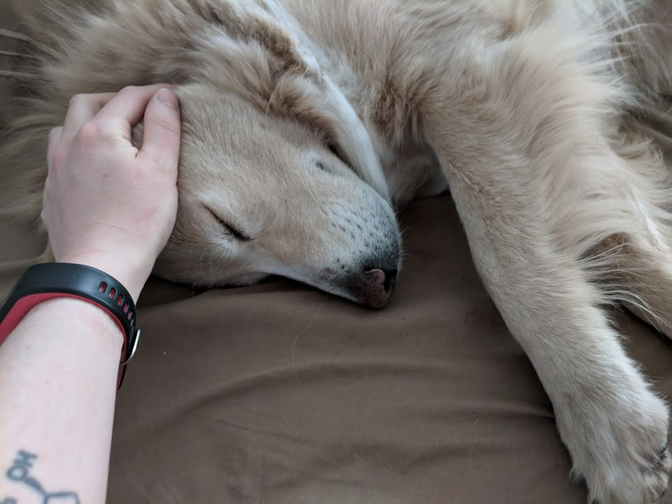 me petting a sleepy fuzzy dog