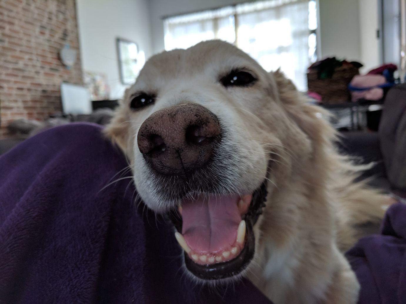 a very, very smiley flurry, who is a very fluffy tan dog 