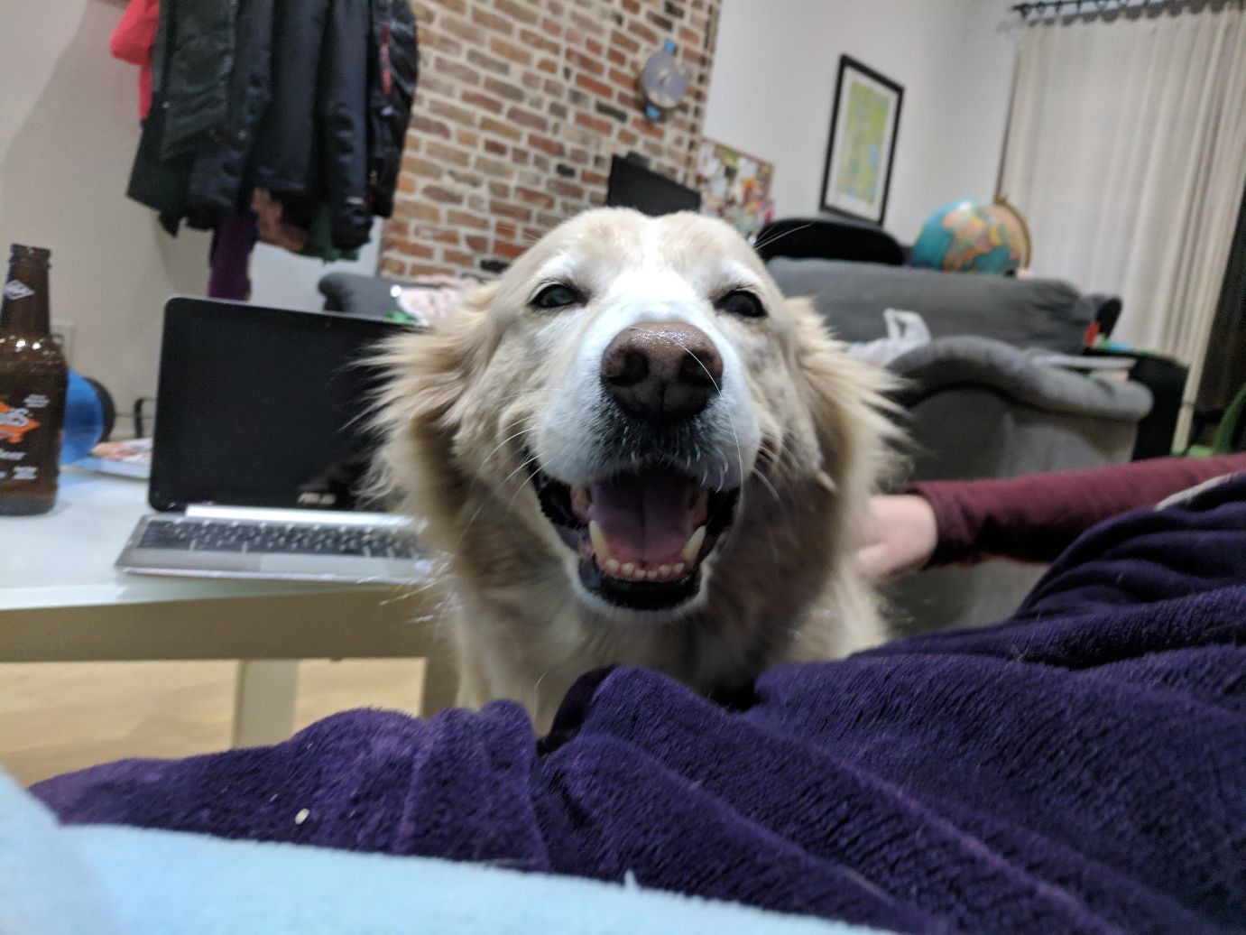 A dog with a huge grin on her face