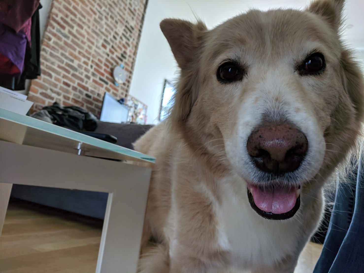 A very excited smiling dog