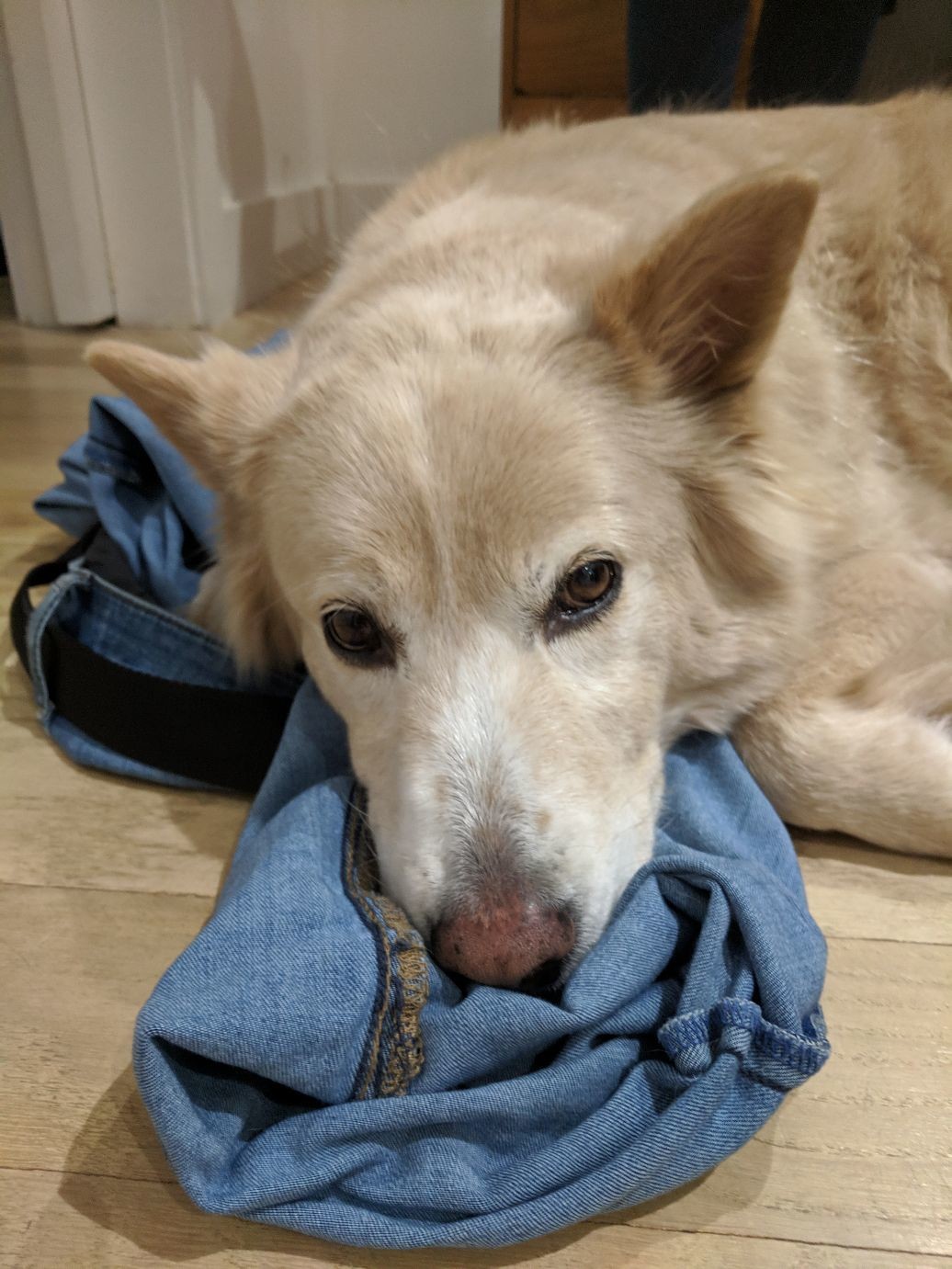 a dog laying on a discarded pair of jeans