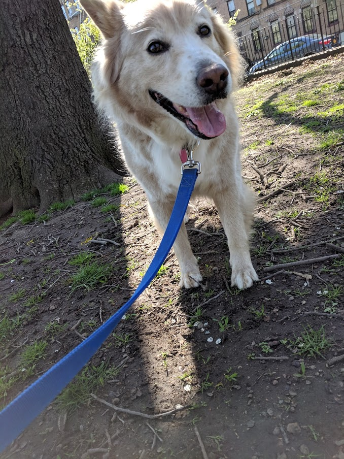 A smiling fluffy tan dog in a park