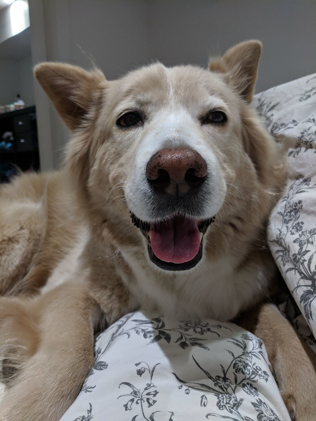a very smiley Samoyed mix