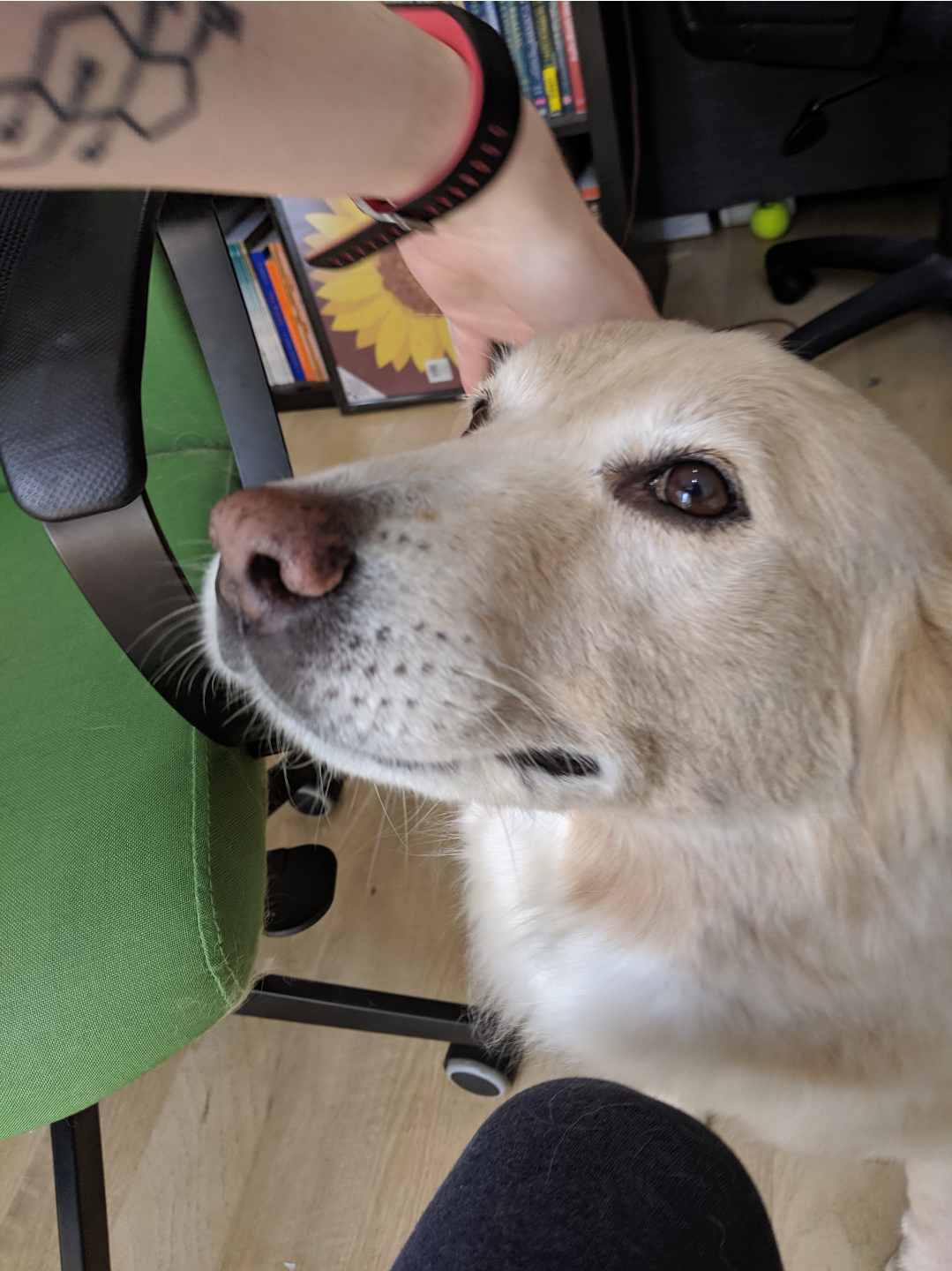 flurry looking very cute