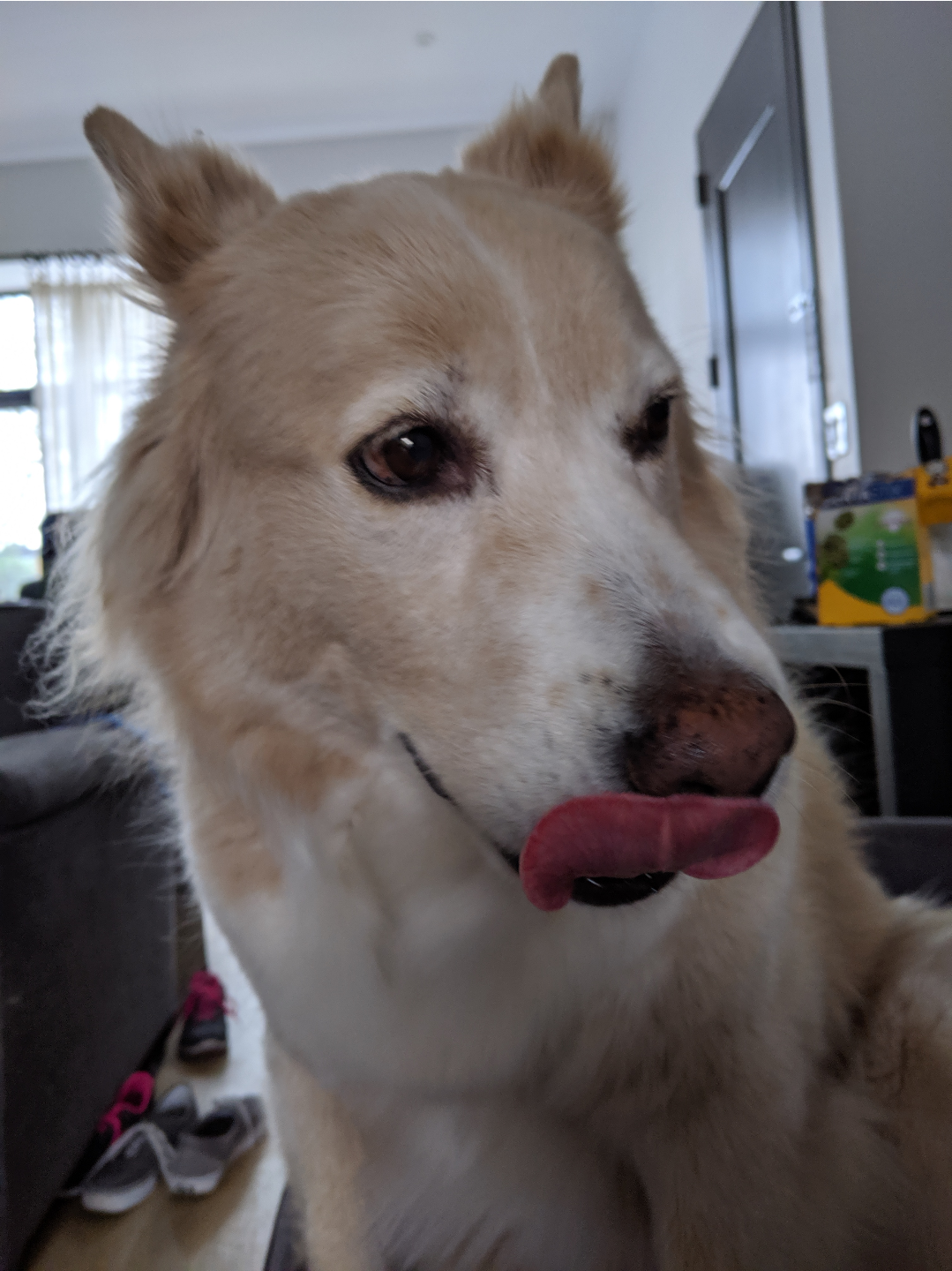 a dog licking her own snoot