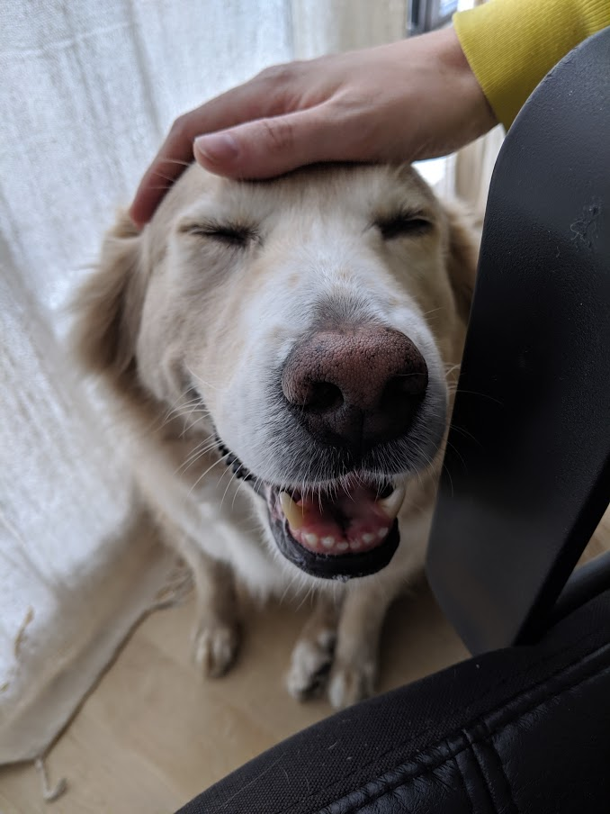 a smiling dog being pet