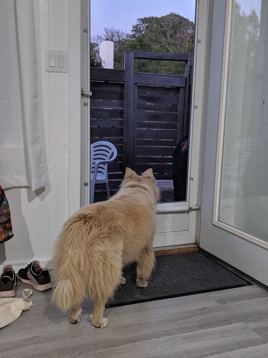 A dog waiting patiently by the door
