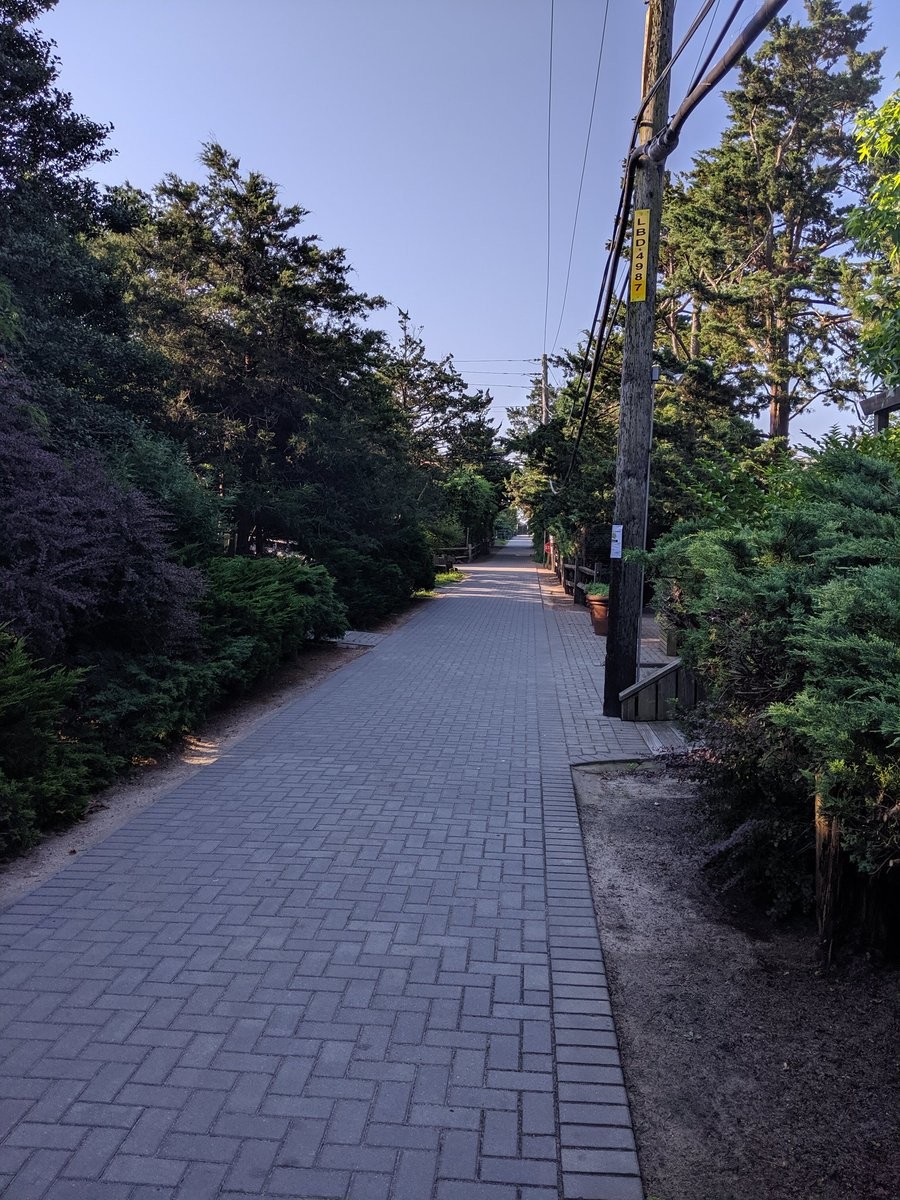 A large sidewalk surrounded by large bushes