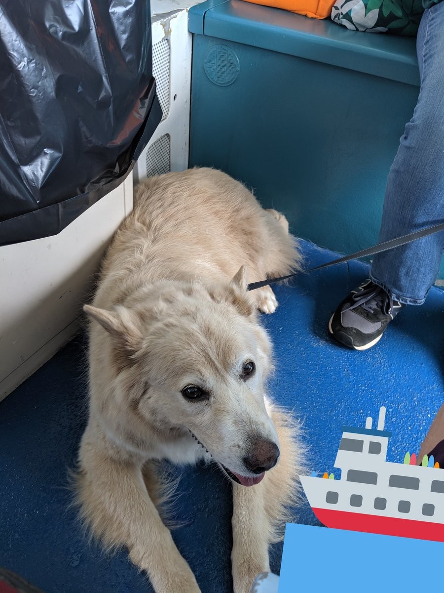 A dog sitting on the deck of a ferry