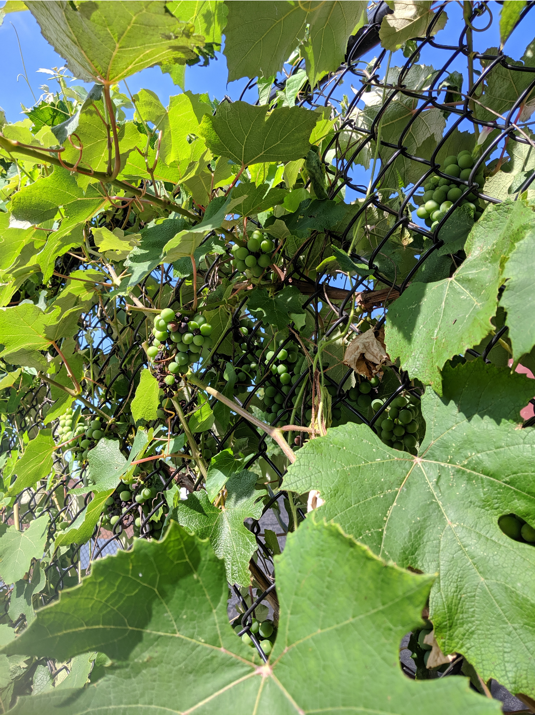 a fence covered in vines with green grapes