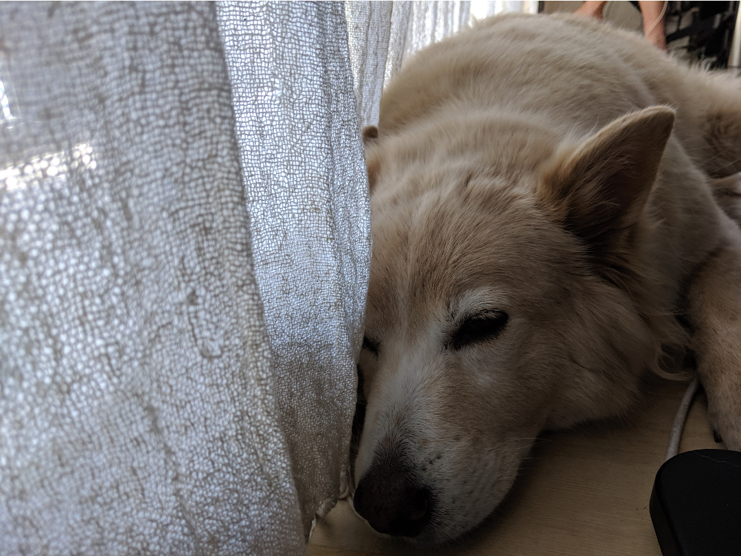 a sleepy looking dog next to a curtian