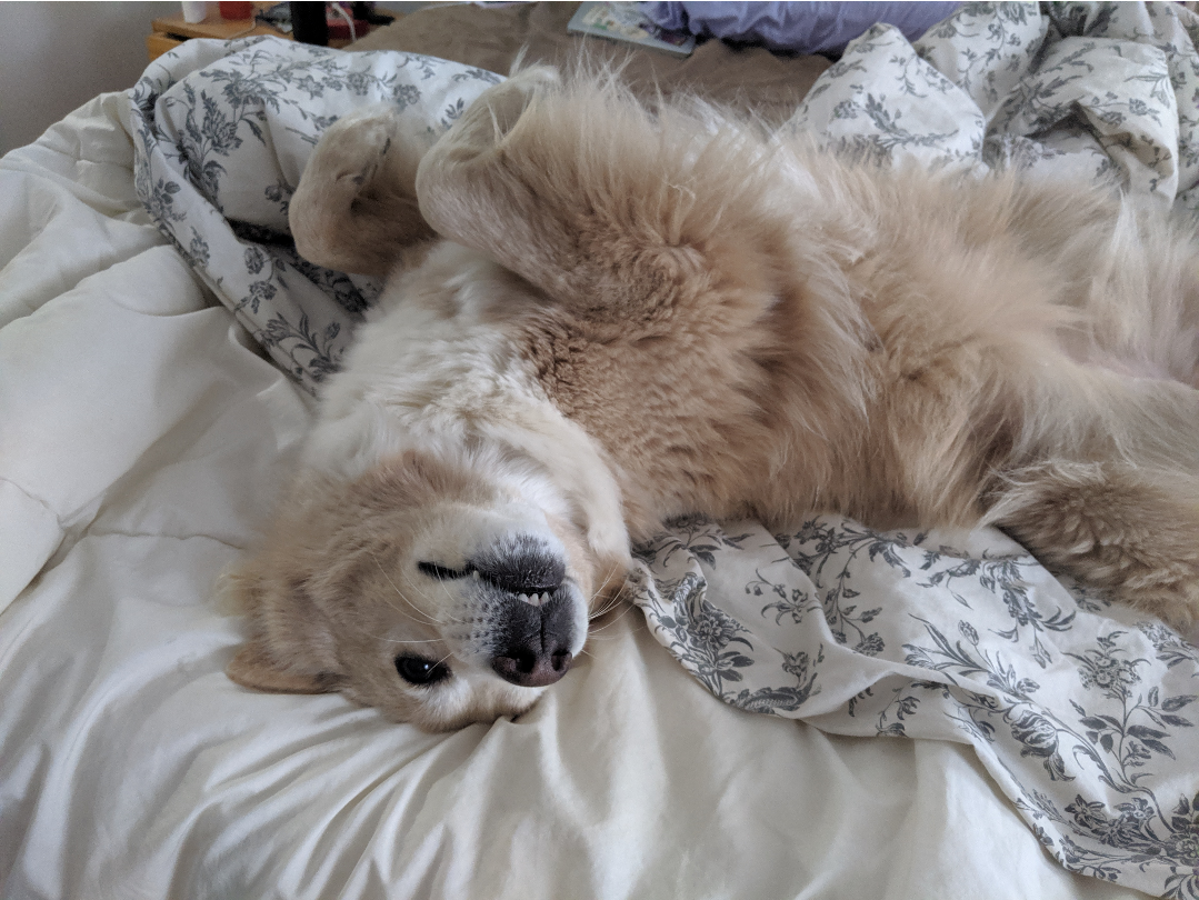 a dog on her back making a silly face