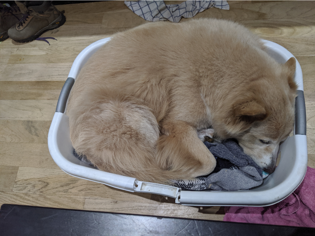 a dog curled up in a laundry basket