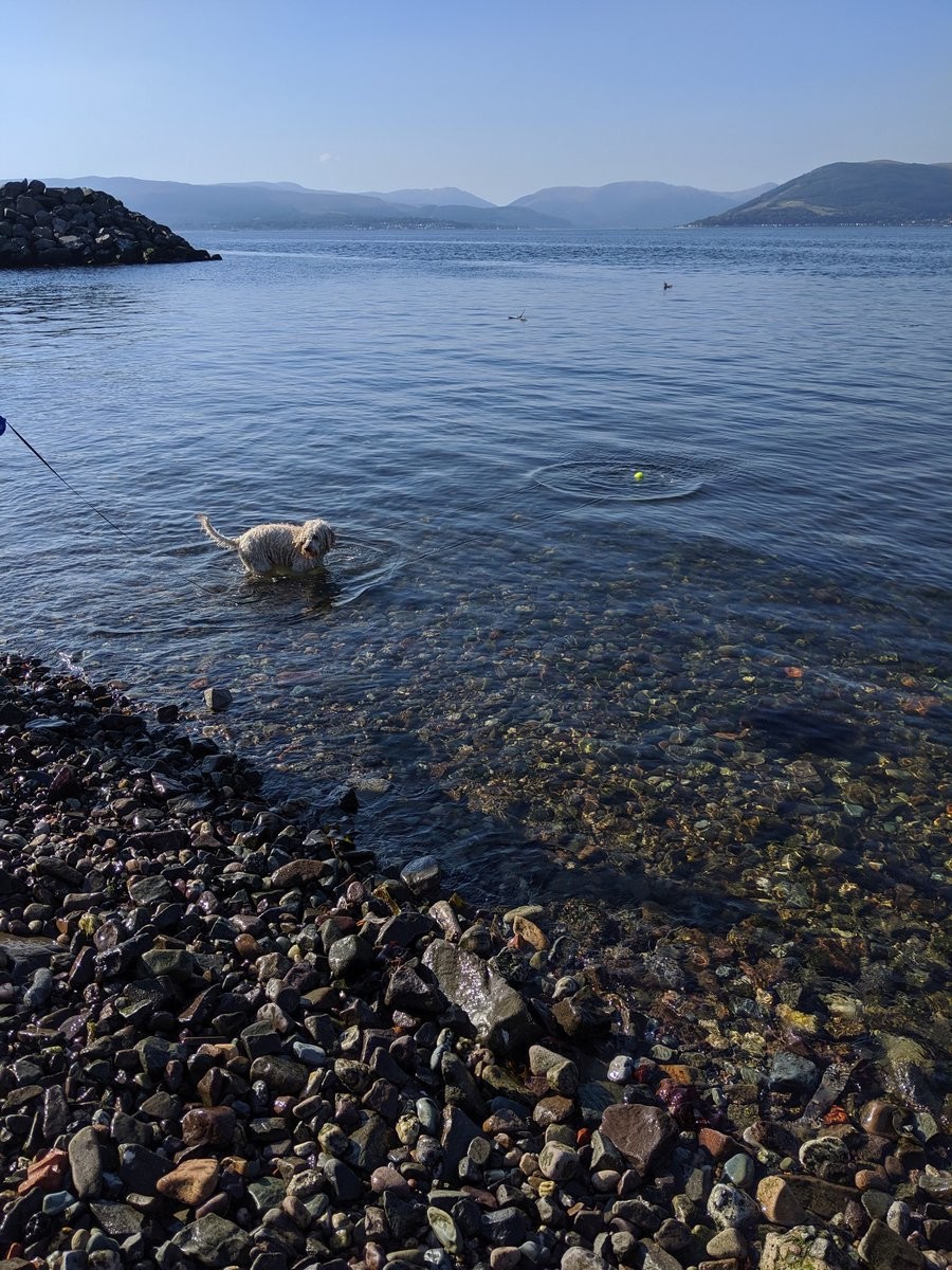 A dog looking forlornly at a tennis ball