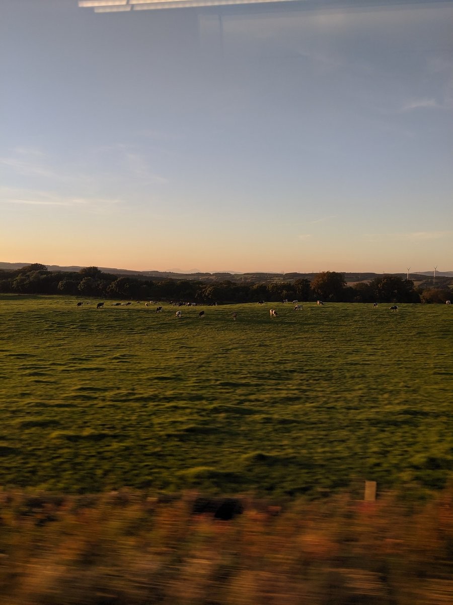 Looking across a field at a herd of cows, in front of rolling hills and a row of trees