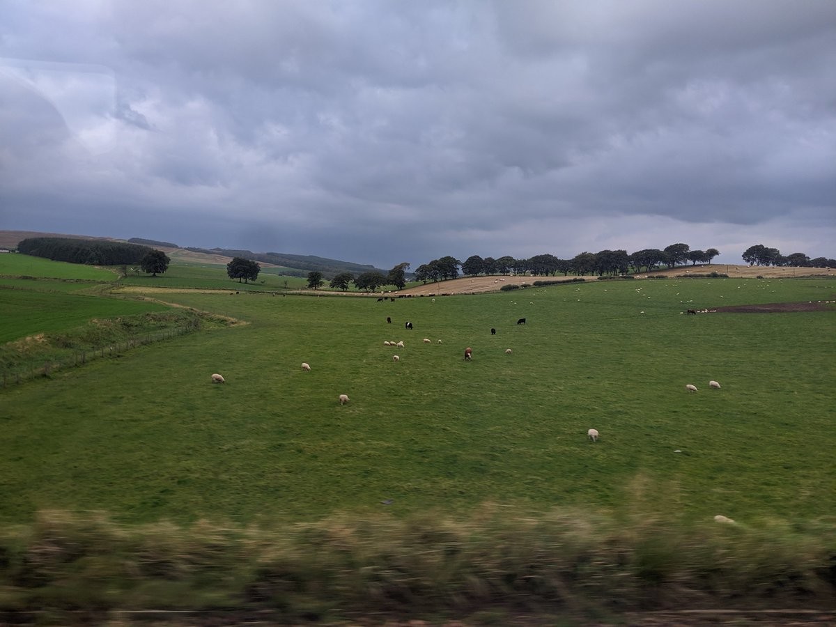 A green field dotted with sheep