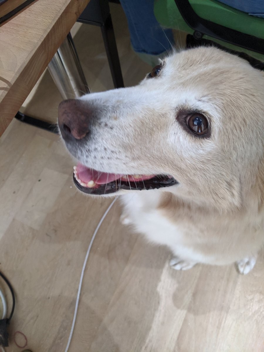 A very smiley dusty tan dog