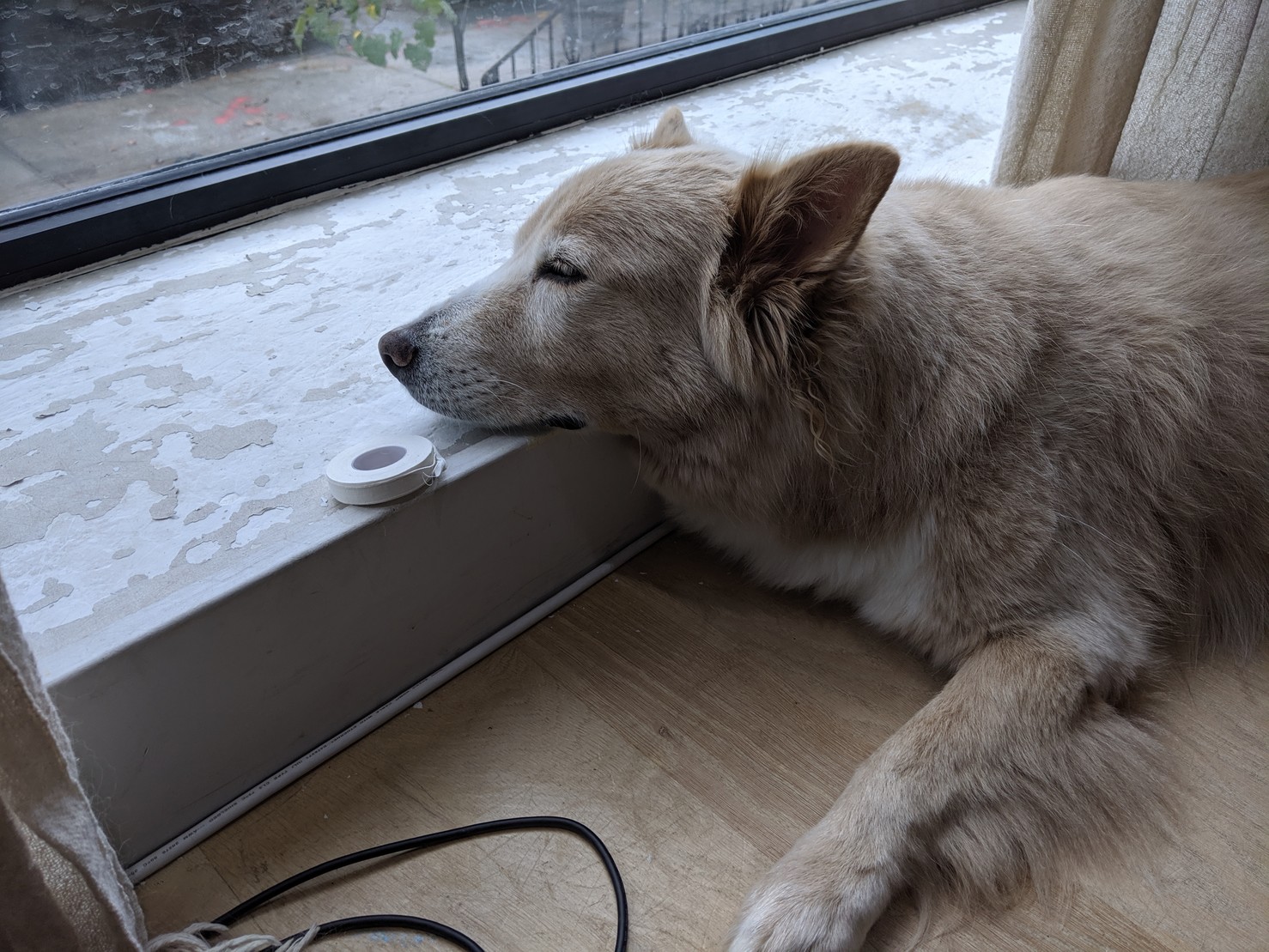 a dog testing her head on the windowsill while sleepily looking out the window