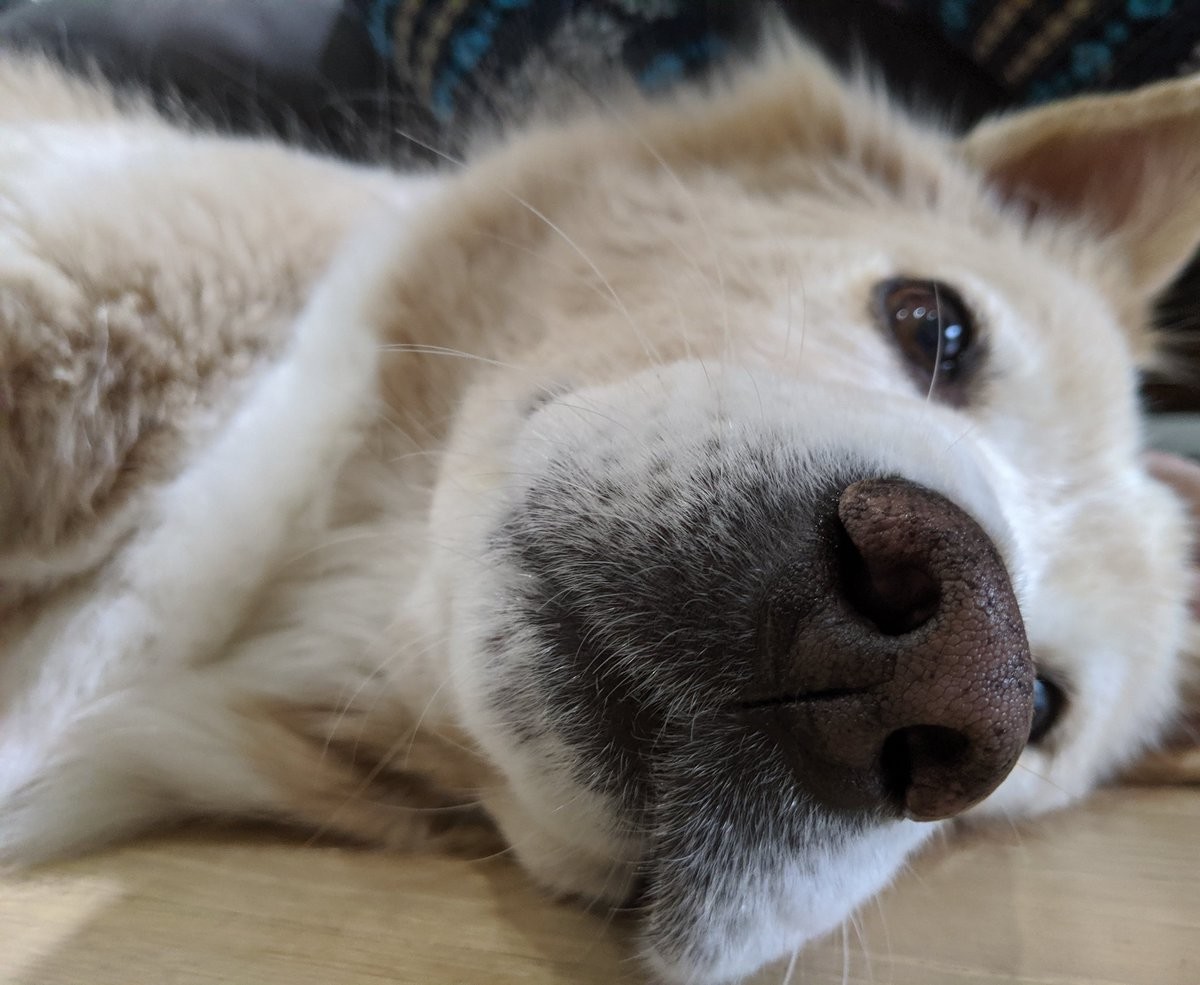 A shallow focus shot of a dog with her nose in the center of the frame