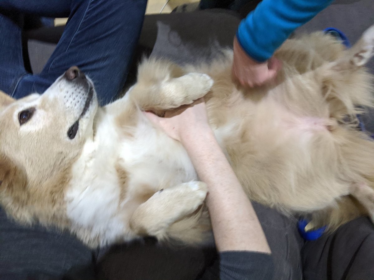 A dog rolled over on her back