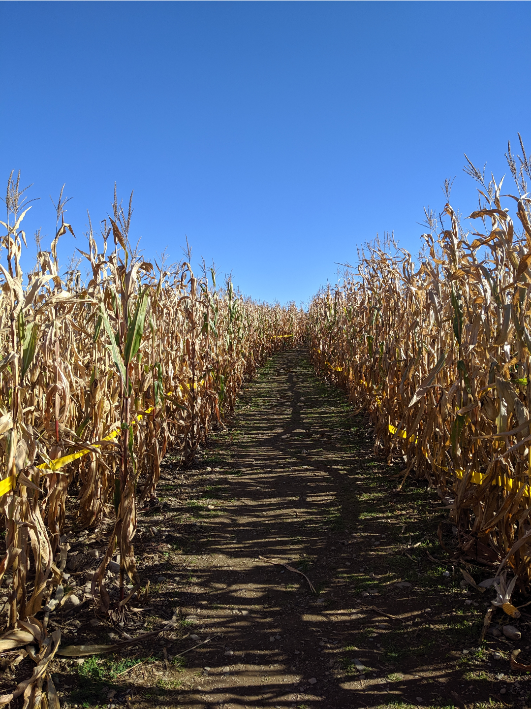a long alley of corn