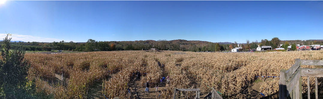 a panorama of a cornmaze from an overlook