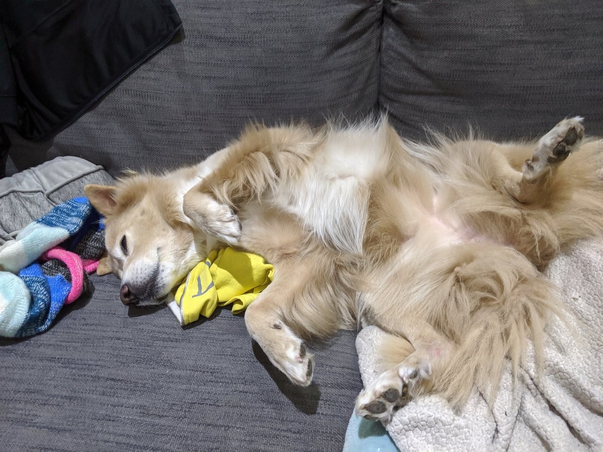 A dog sprawled across the couch in a most awkward manner