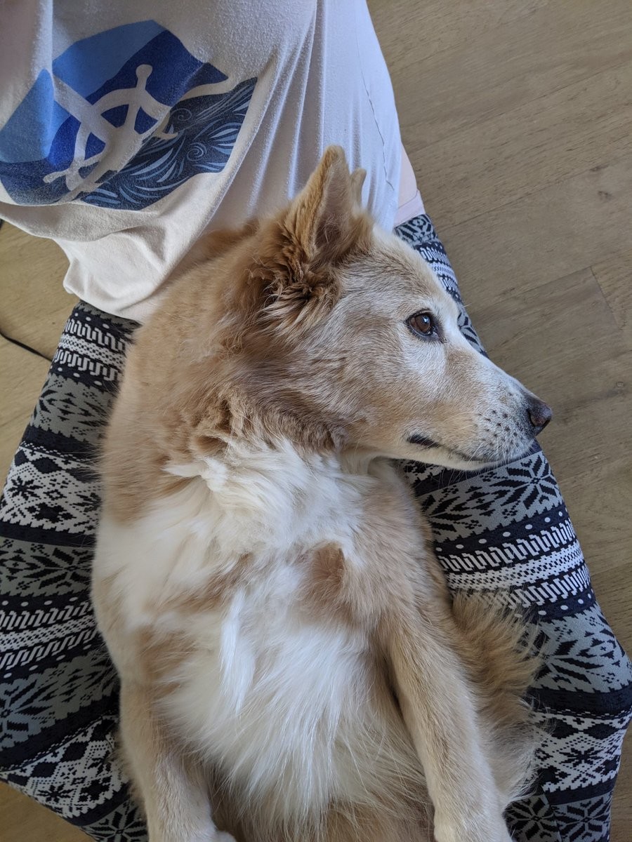 Flurry lying in my lap