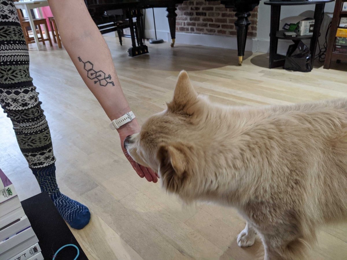 A dog licking my hand