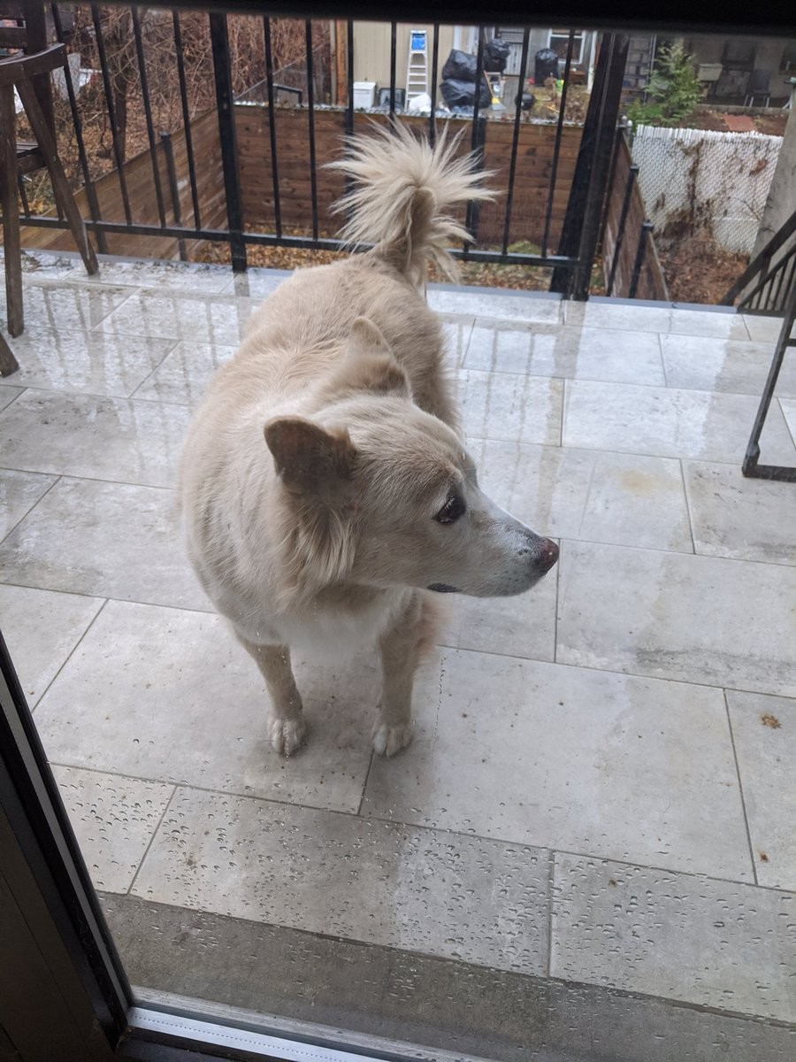 A sad dog in rainy weather