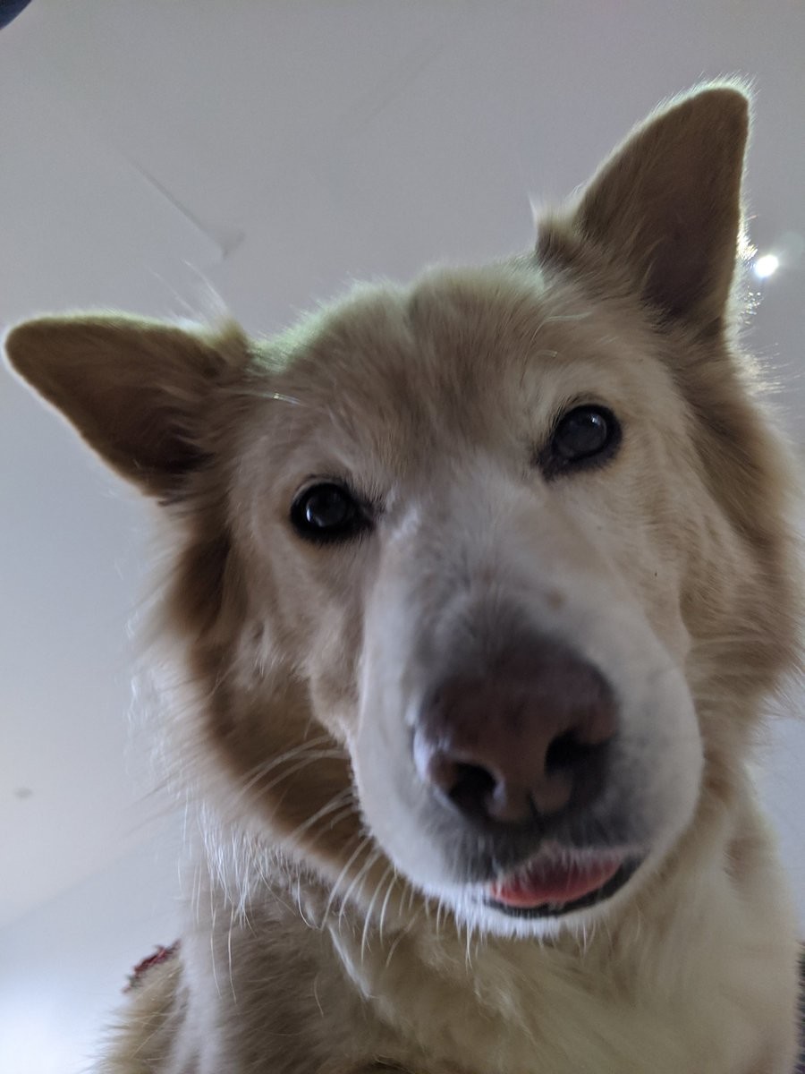 A fuzzy tan dog looking down at the camera