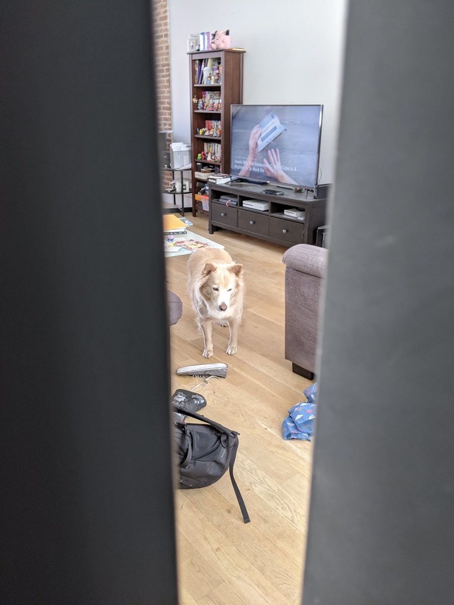 A very disappointed dog through a gap in the door