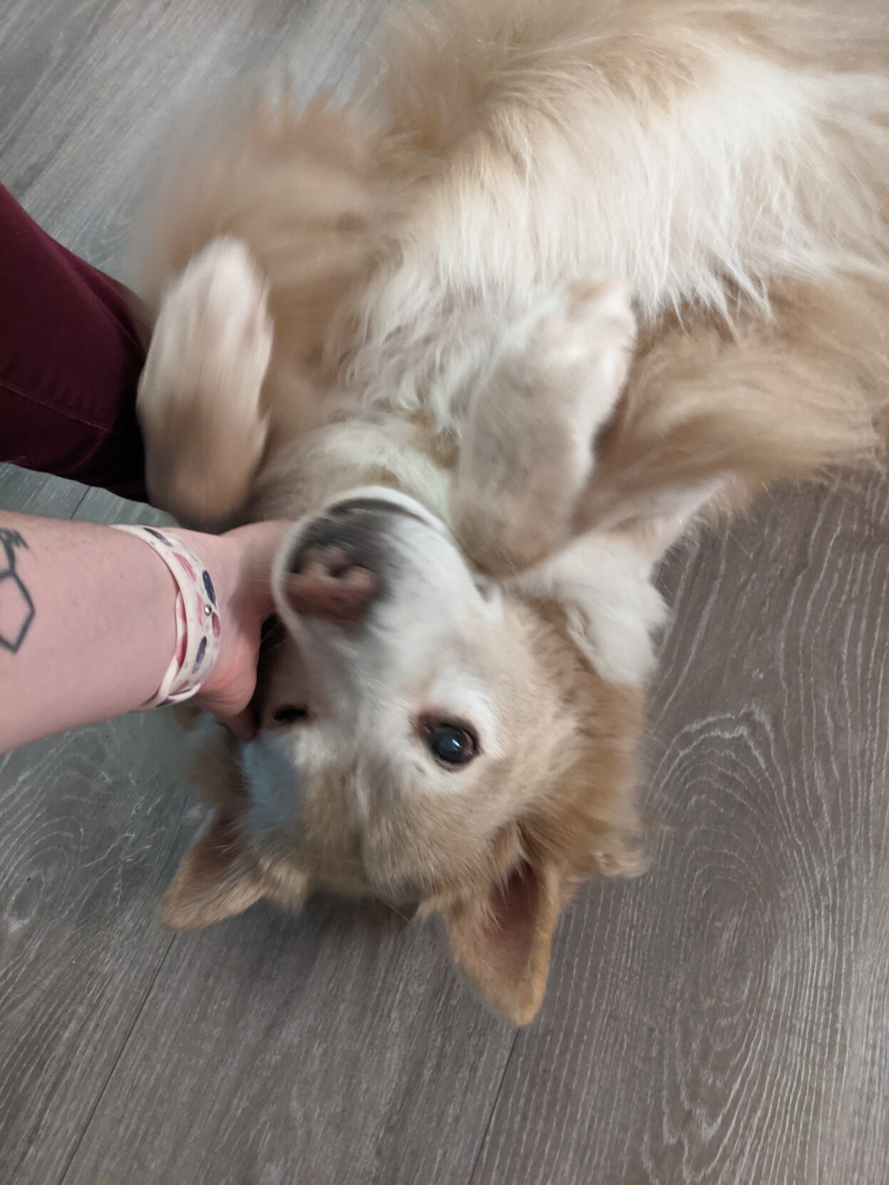 A very fluffy white and tan dog getting her neck scritched