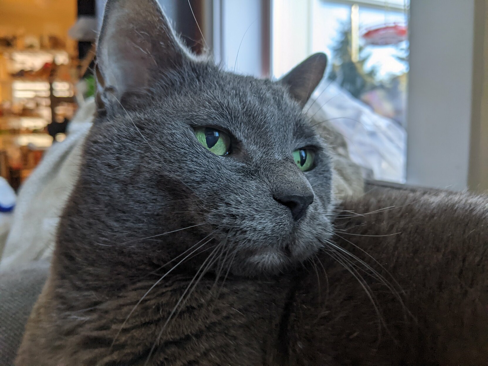 A soft grey cat with green eyes looking to the right