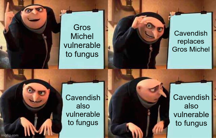Gru's plan: Gros Michel vulnerable to fungus
Cavendish replaces Gros Michel
Cavendish also vulnerable to fungus
(gru looks at text worriedly) Cavendish also vulnerable to fungus