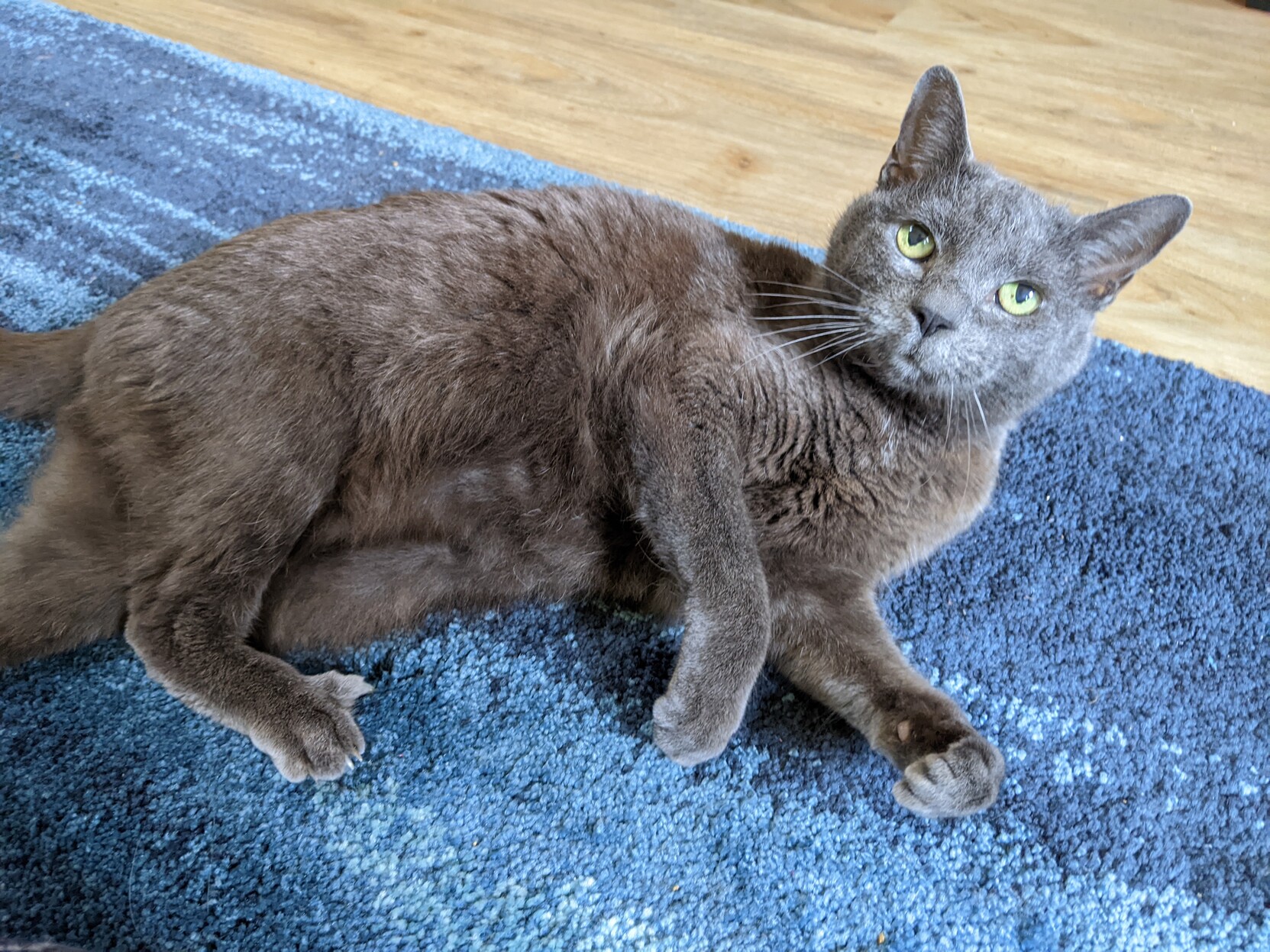 A small grey cat laying on a carpet
